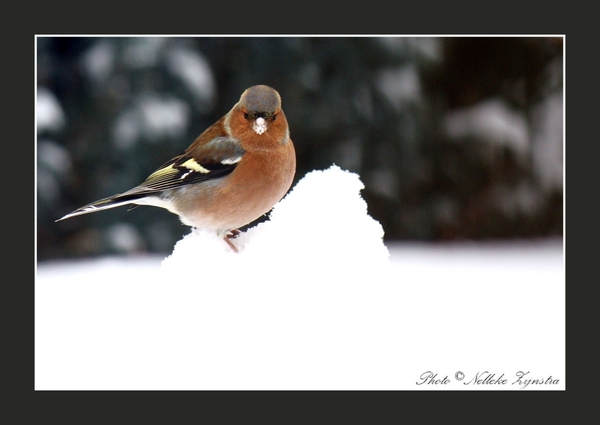2010_12_19_0348 (2)