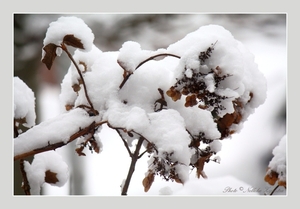2010_12_19_0362 (2)