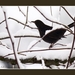 2010_12_19_0365 (2)