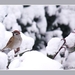 2010_12_20_0393 (2)