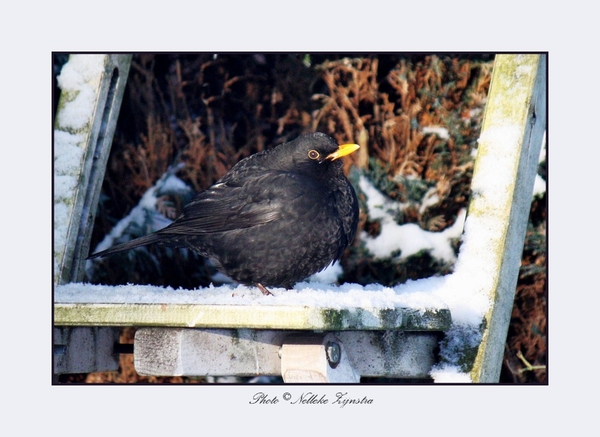 2010_12_20_0473 (2)