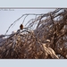 2010_12_20_0551 (2)