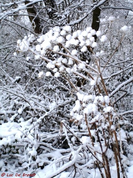 Denderleeuw wandeling sneeuw