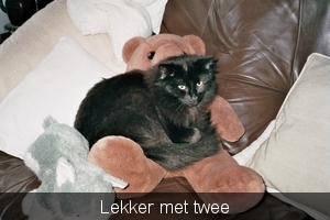 Ketje met Bruintje