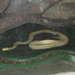 DE OLMENSE ZOO