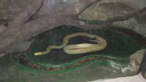 DE OLMENSE ZOO
