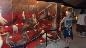 VOGELMUSEUM