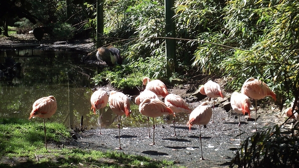 DE OLMENSE ZOO