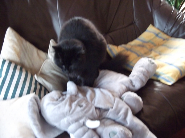 dieren
