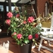 Camelia in volle bloem