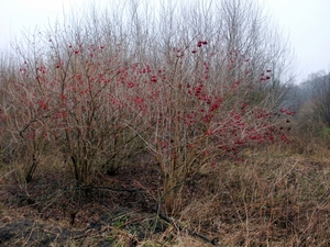 hier en daar ,toch kleur in de winter..