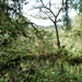 15 Monteverde, Selvatura park, hangbruggen _P1070730