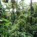 15 Monteverde, Selvatura park, hangbruggen _P1070738