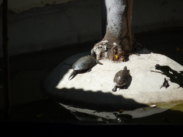 27 Masaya vulkaan Nationaal park _P1080141