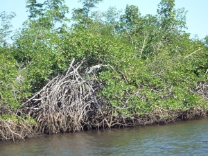 29 Las Penitas, Natuurreservaat Isla Juan Venado _P1080282