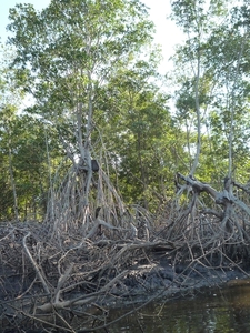 29 Las Penitas, Natuurreservaat Isla Juan Venado _P1080294