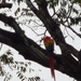 44 Copan Maya ruines _P1080562 _great Macaw, nationale vogel Hond