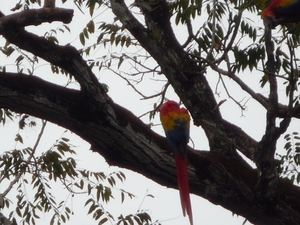 44 Copan Maya ruines _P1080562 _great Macaw, nationale vogel Hond