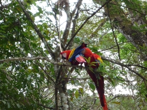 44 Copan Maya ruines _P1080640 _great Macaw, nationale vogel Hond