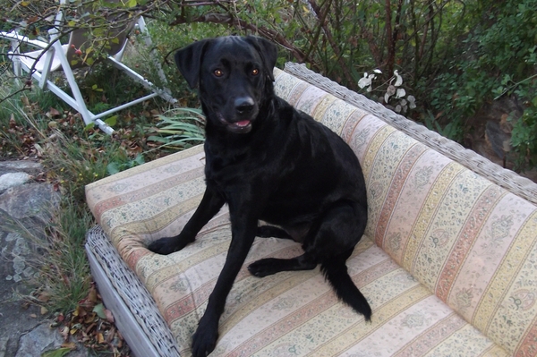 GLORIANES DIEREN EN PLANTEN