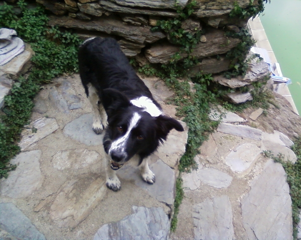 GLORIANES DIEREN EN PLANTEN