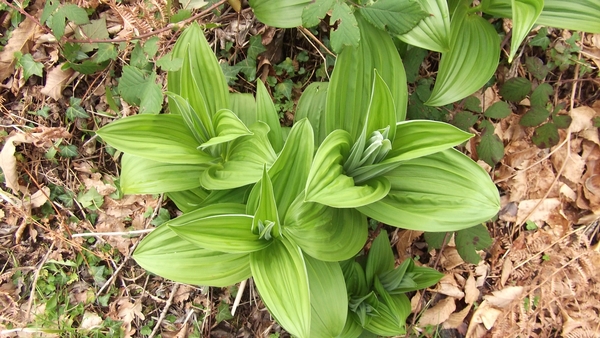 GLORIANES DIEREN EN PLANTEN