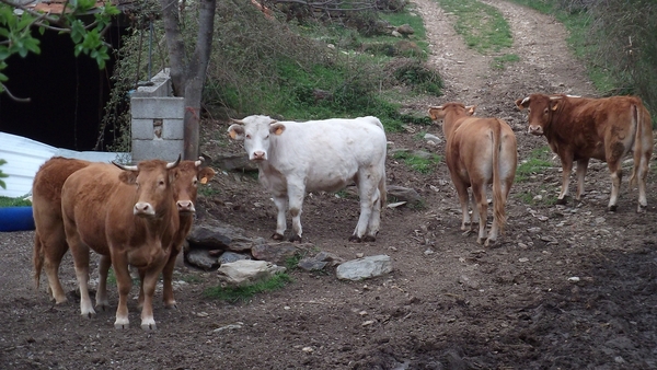 GLORIANES DIEREN EN PLANTEN