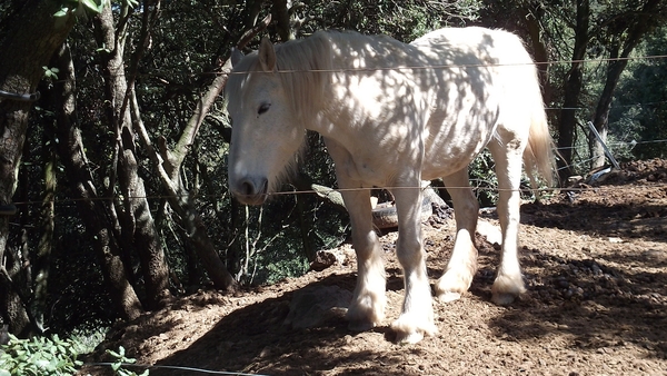 GLORIANES DIEREN EN PLANTEN