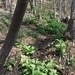 Fris groen na regenval