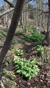 Fris groen na regenval