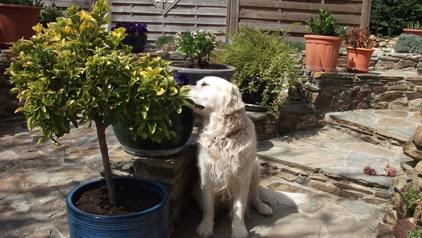 GLORIANES DIEREN EN PLANTEN