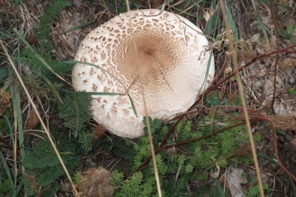 glorianes dieren en planten