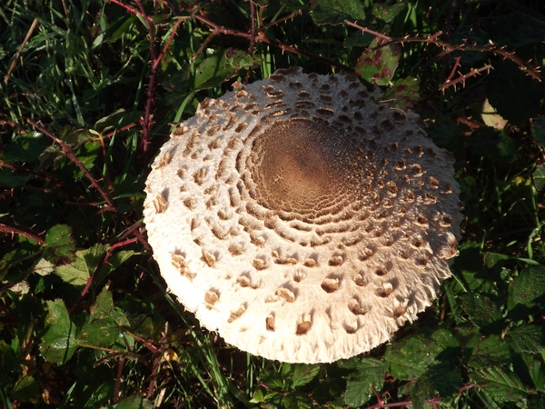 glorianes dieren en planten