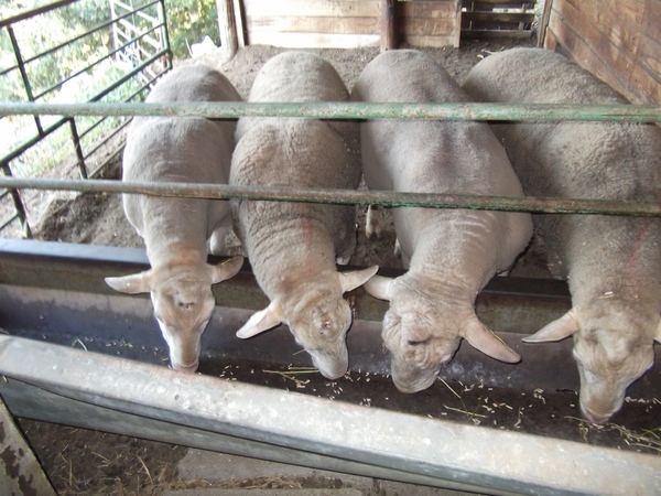 glorianes dieren en planten