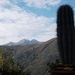 Canigou met cactus