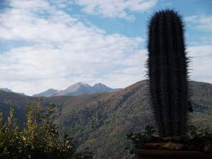 Canigou met cactus