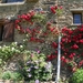 Roses 1