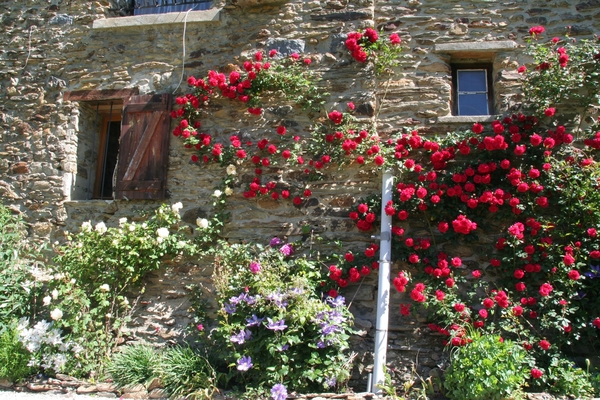 Roses 1