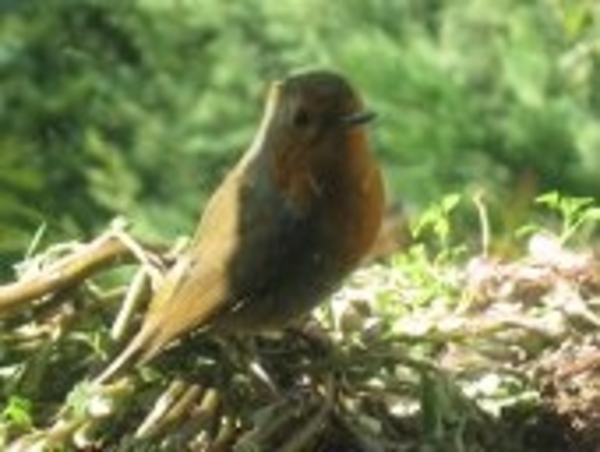 glorianes dieren en planten