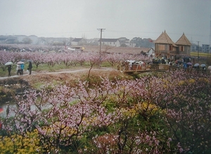 Peach festival Pudong