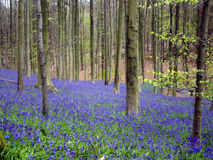 hallerbos