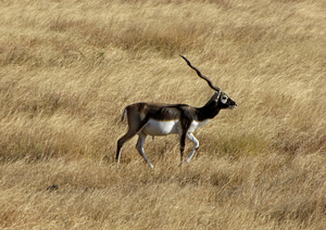 BLACK BUCK 1