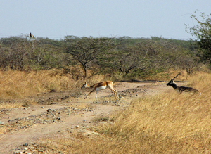 BLACK BUCK 2