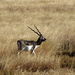 BLACK BUCK 3