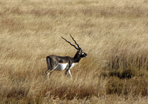 BLACK BUCK 3