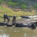 BUFFELS IN DE RIVIERBEDDING