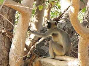 LANGOER IN SASAN GIR