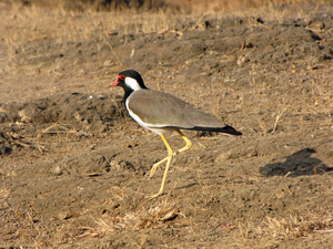 VOGELTJE - SASAN GIR