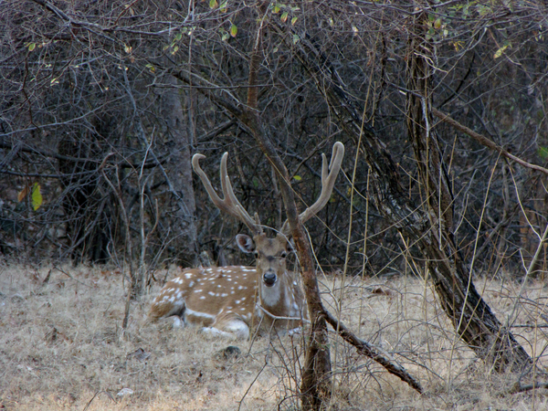 SAMBAR HERT - SASAN GIR