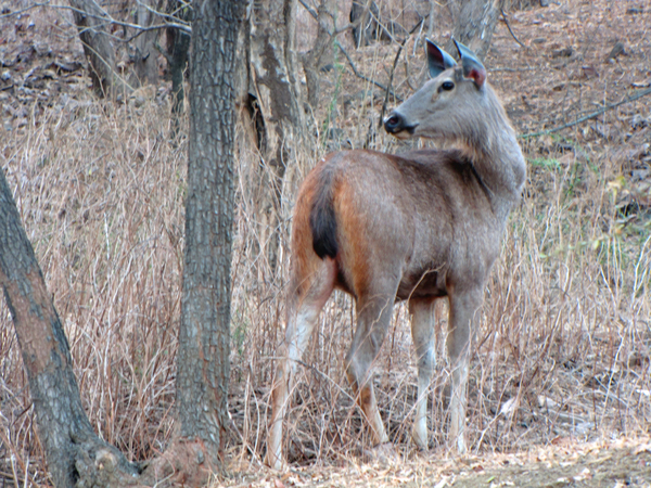 NILGAI - SASAN GIR